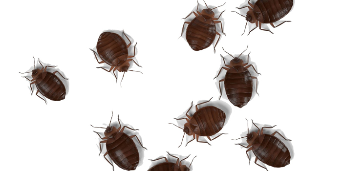 Morris NJ Bed Bugs Pest Control Exterminators