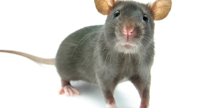 Morris NJ Rats Mice Pest Control Exterminators