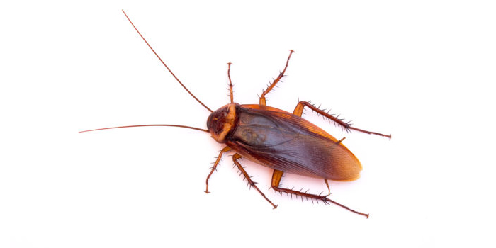 Morris NJ Roaches Cockroaches Pest Control Exterminators