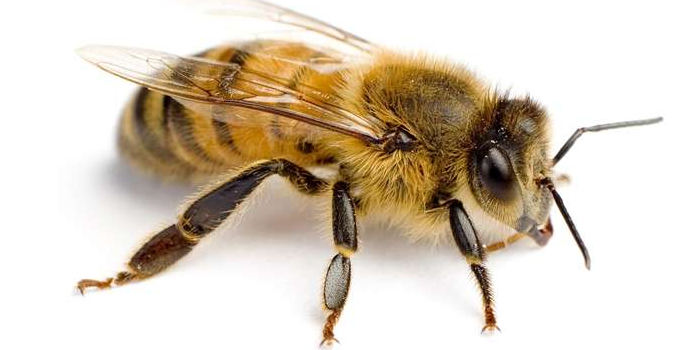 Bees Wasp Morris NJ Pest Control Exterminator