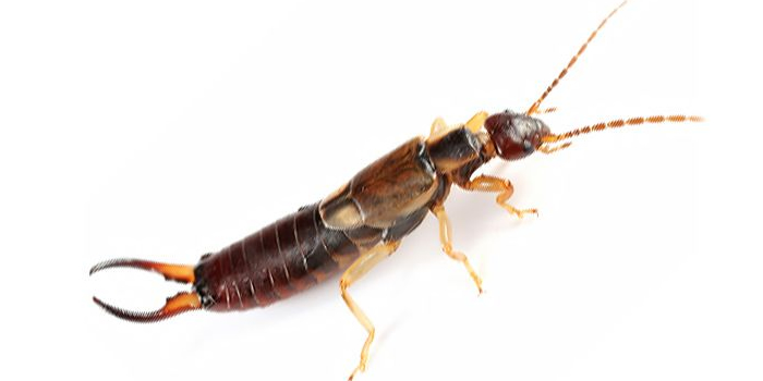 Earwig Lice Morris NJ Pest Control Exterminator