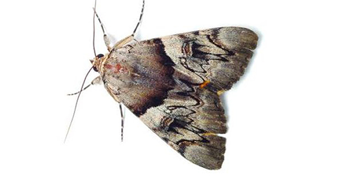 Moth Weevils Morris NJ Pest Control Exterminator