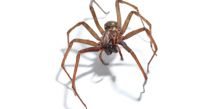 Spiders Crickets Morris NJ Pest Control Exterminator
