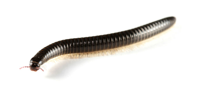 Centipede Millipedes Morris NJ Pest Control Exterminator